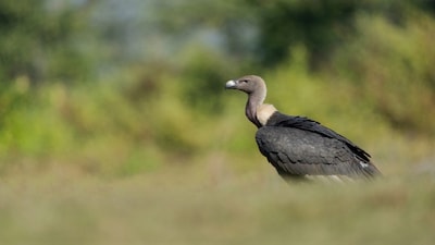 उत्तराखंड के कॉर्बेट के पास दुर्लभ सफेद-कमर वाले गिद्ध देखे गए.
