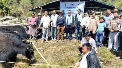 Yak reintroduction. (Image X)