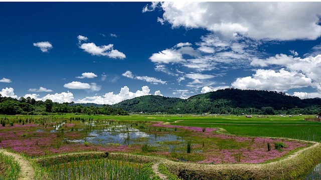 Ziro Valley Arunachal Pradeshlush forests Ziro pine groves Ziro Valley Talley Valley Wildlife Sanctuary Meghna Cave Temple Tarine Fish Farm scenic Ziro landscapes serene viewpoints Ziro Arunachal Pradesh countryside misty hills Ziro Valley trekking in Ziro