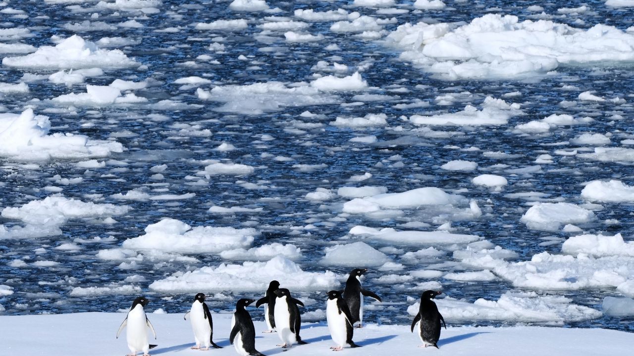 Antarctica is Too Clean and That is Exactly the Problem