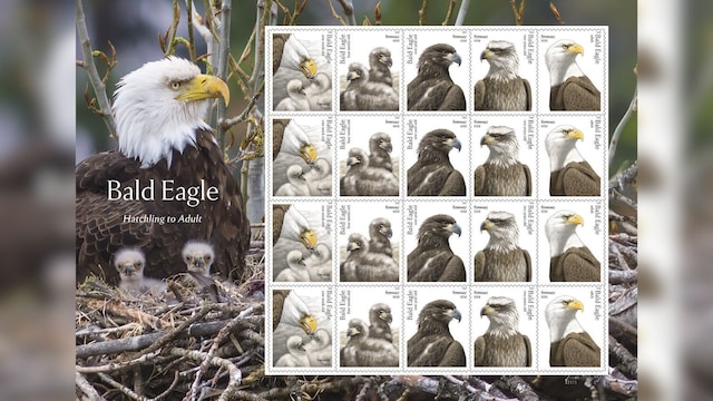 bald eagle stamp 1 2026 05 d46cbe07f74dc199d187041041e75a6c