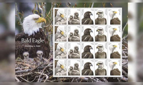 America’s 250th birthday gets special bald eagle stamps: Why the bird is a US symbol - CNBC TV18