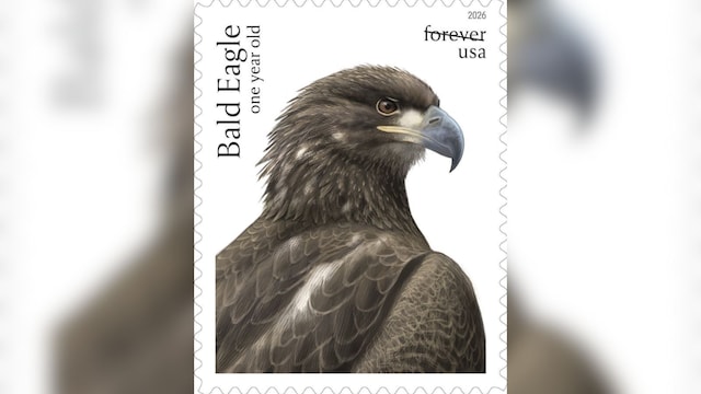 bald eagle stamp 2 2026 05 c0f9ce85ad7f6f04db3f7d6c0ecb82a9