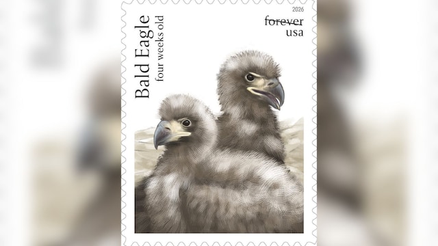 bald eagle stamp 3 2026 05 6c8a51c54299fddecc3df5d46d6edb3f
