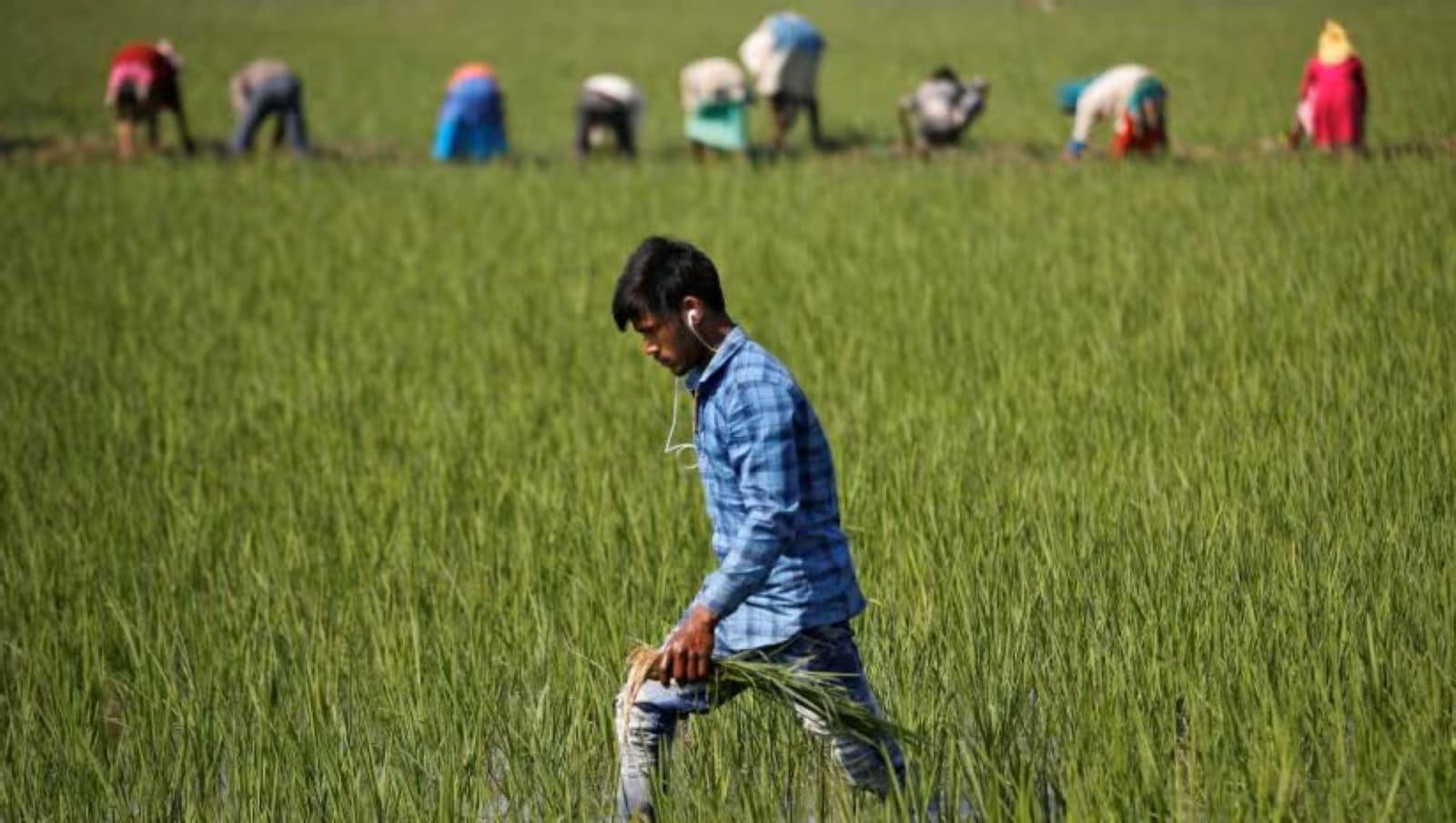 Meghmani Organics Q4 Results: Shares fall after profit drops, margin shrinks