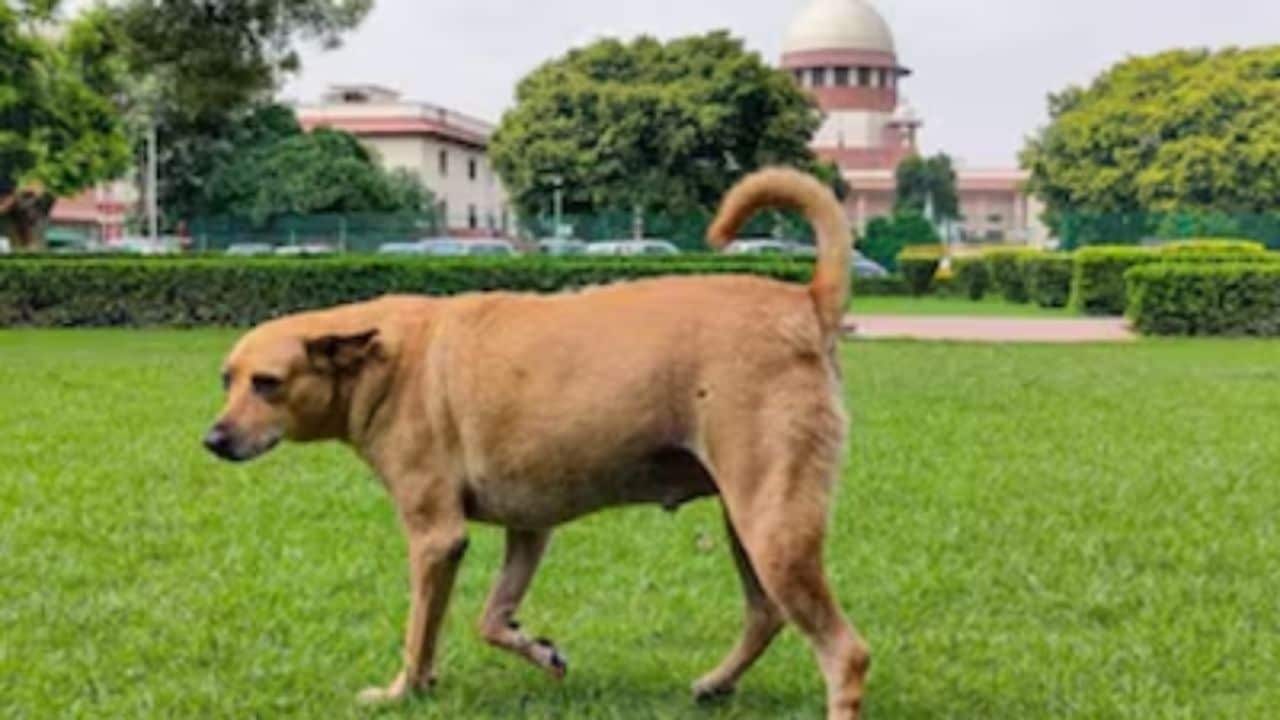How Bengaluru startup Dognosis is using canines to detect cancer