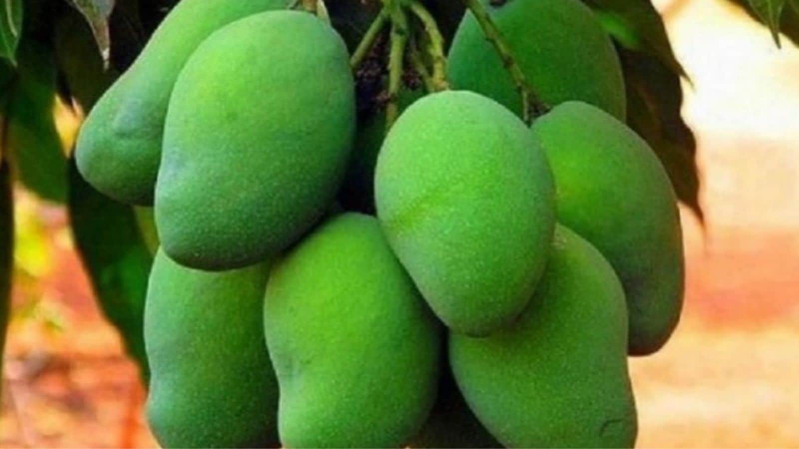 Murshidabad’s royal mango legacy: The forgotten stories behind Kohitur, Mirza Pasand and lost Nawab-era varieties