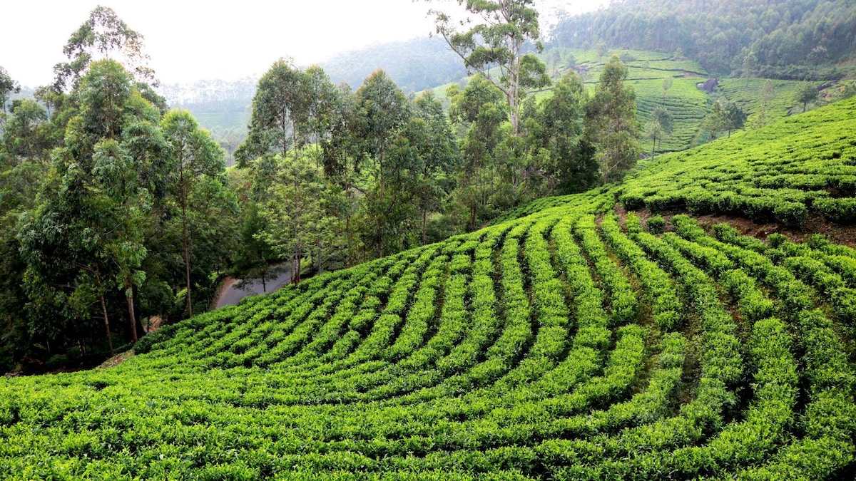 Tea Association of India concerned over decline in auction prices