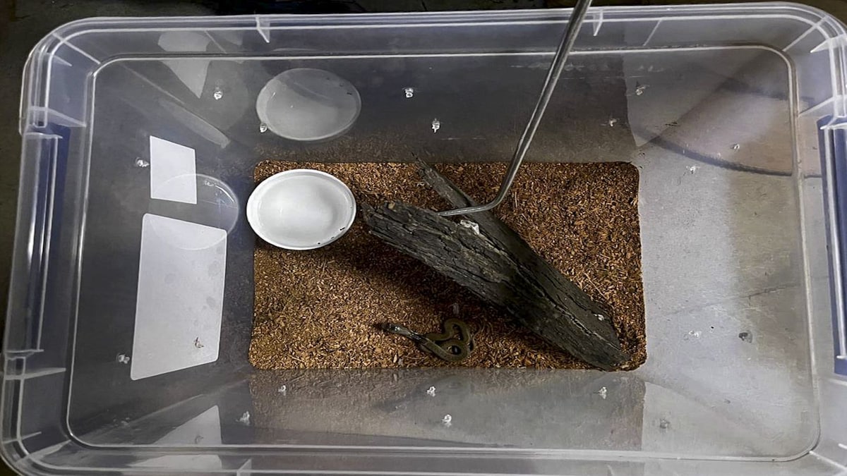 Delhi Zoo records first spectacled cobra hatchlings in 15 years, starts biodiversity walks