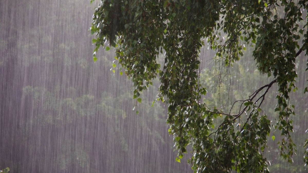 Mumbai schools, colleges shut on Tuesday as IMD issues orange alert for heavy rain