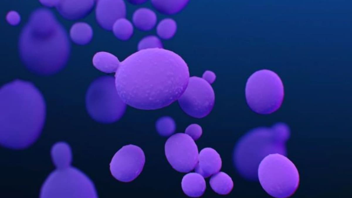 Deadly Candida Auris Fungus Confirmed in 27 US States