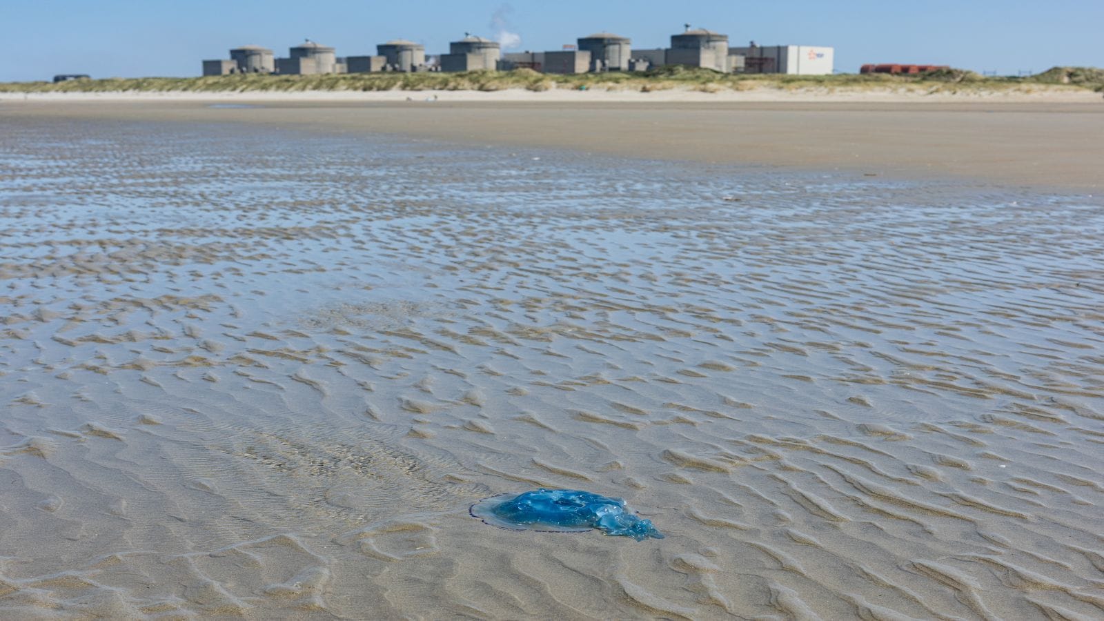 Why Jellyfish Are Becoming An Actual Threat To Nuclear Power Plants