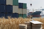 Use your wheat export quota or lose it: DGFT moves to shift unused quota to other exporters Use your wheat export quota or lose it: DGFT moves to shift unused quota to other exporters
