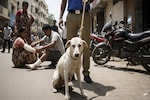 Stray dog attack in Maharashtra's Kalyan leaves 125-130 injured in 7 hours, animal caught Stray dog attack in Maharashtra's Kalyan leaves 125-130 injured in 7 hours, animal caught