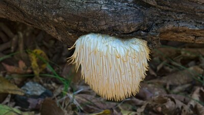 Japan: Lion's mane, the mushroom shaped like a brain | Shaggy and white, lion's mane produces two compounds found nowhere else in food, both able to stimulate nerve growth factor, which is linked to brain repair. A sixteen-week trial led by Japanese researcher Koichiro Mori, published in Phytotherapy Research, found that older adults with mild cognitive impairment showed gains that reversed within a month of stopping. Neuropsychologist Dr Karen Sullivan cautions that the effect is real but not yet proven. (Image: Canva)