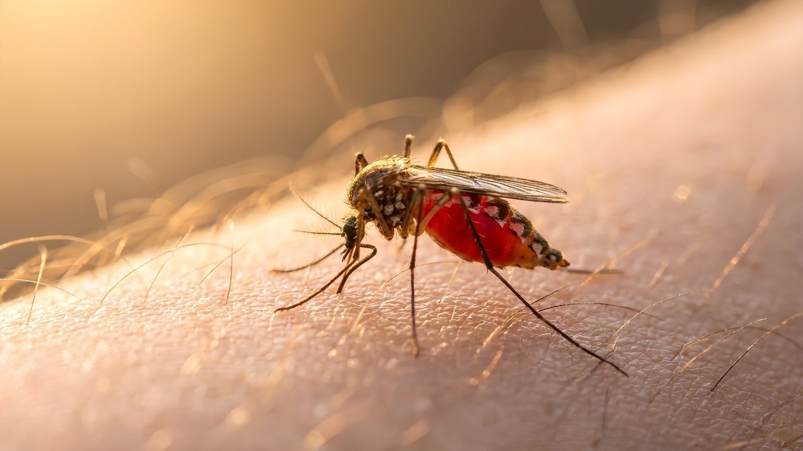 Airport Malaria The Hidden Danger Hiding in Cargo Bays and Jet Cabins