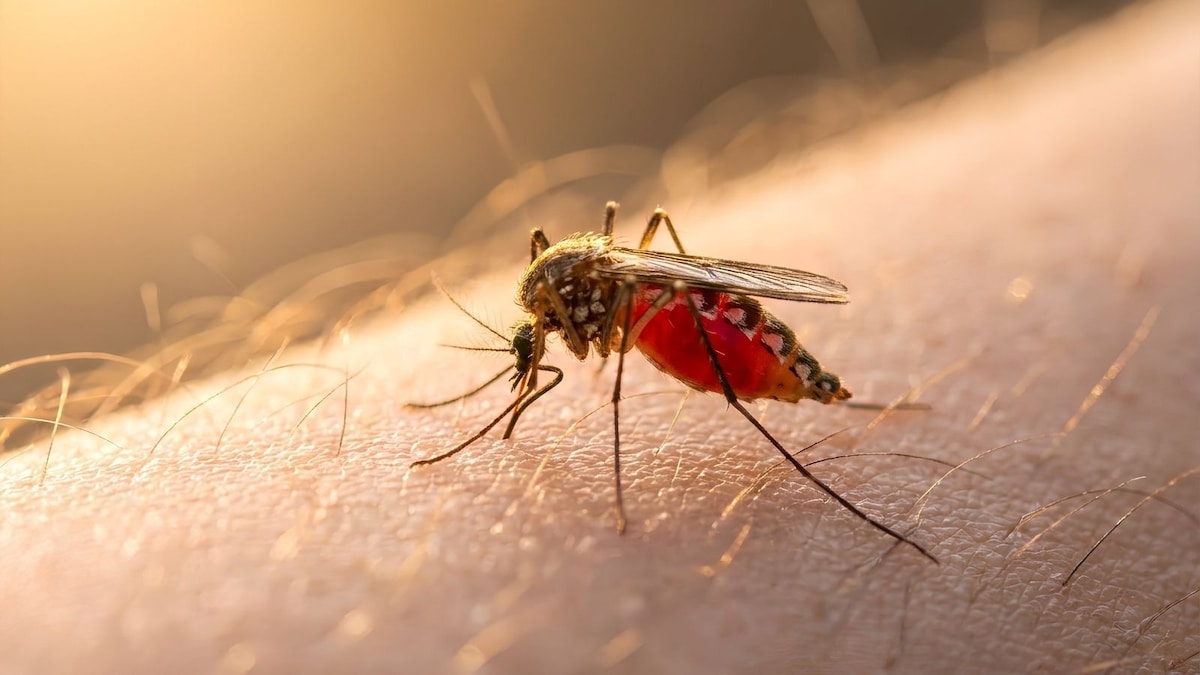 What is airport malaria? How infected mosquitoes killed 2 Frankfurt airport workers