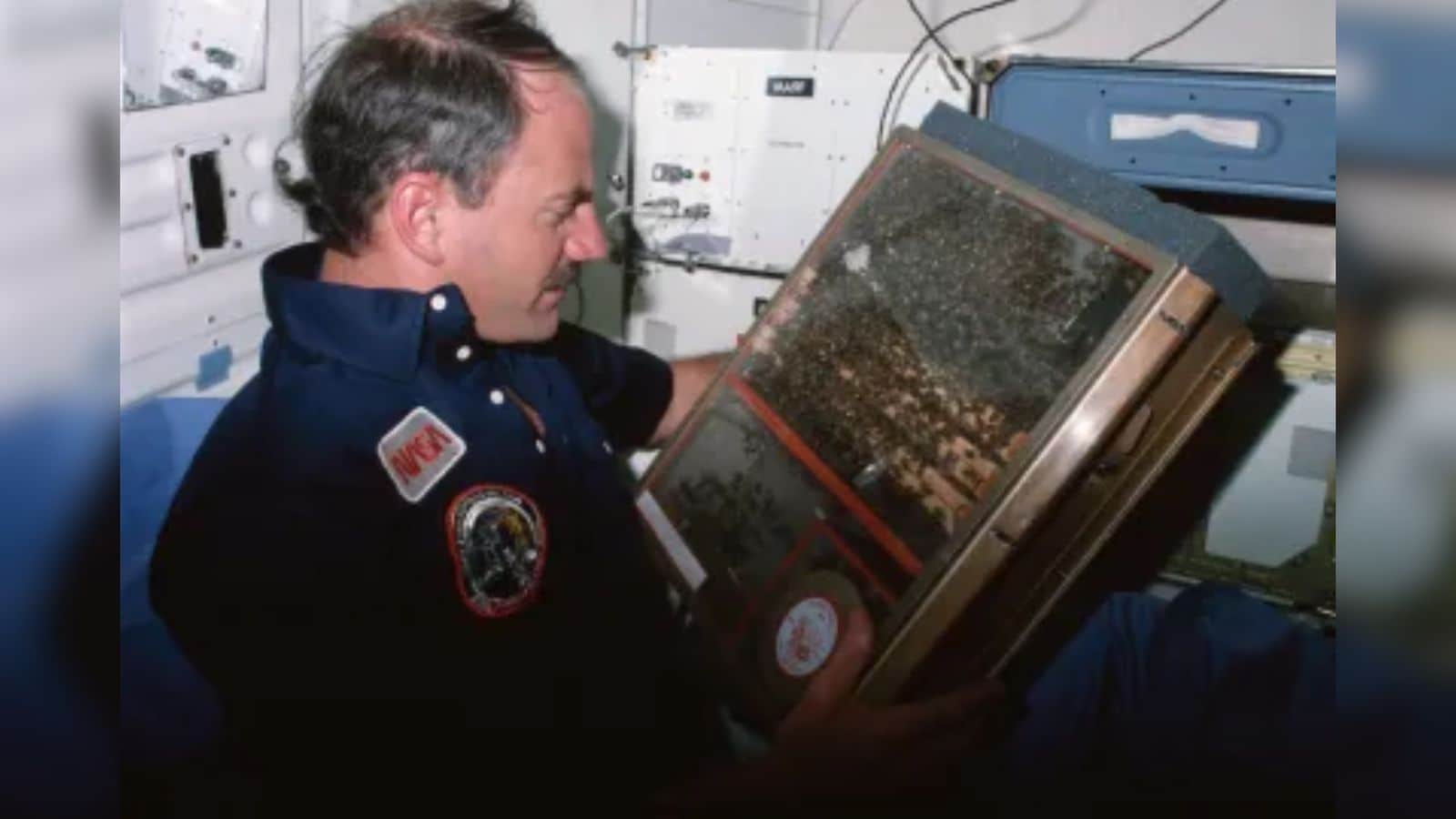 What Happens When You Send 3300 Bees Into Space