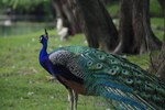 India donates 5 peacocks to UN Geneva, reviving decades-old tradition
