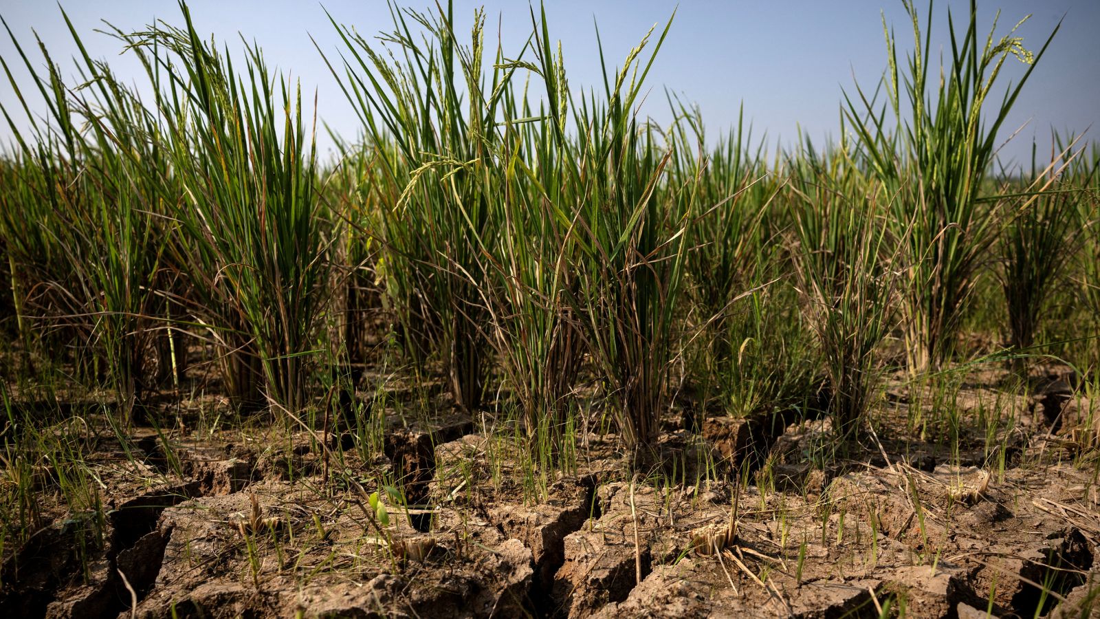El Nino and Acute Hunger Systems Failure