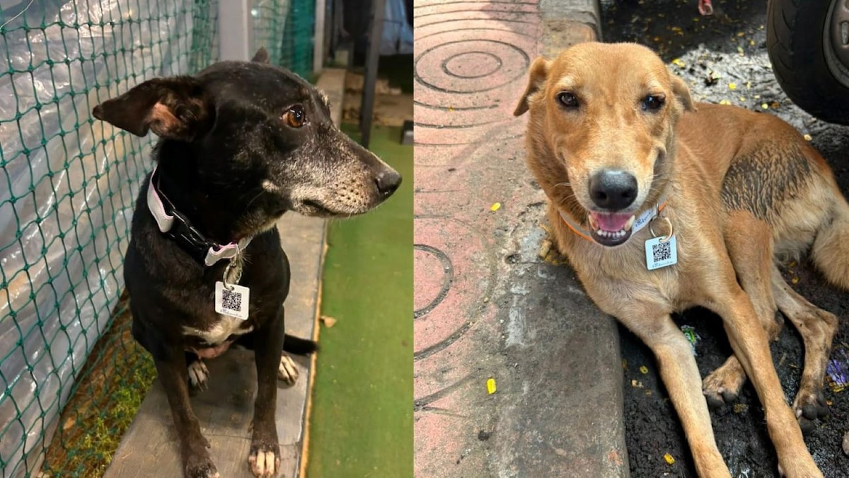 Mumbai stray dogs to get QR-coded collars for digital tracking