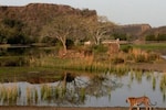 Ranthambore sees 40,000 safari registrations within two hours of bookings opening