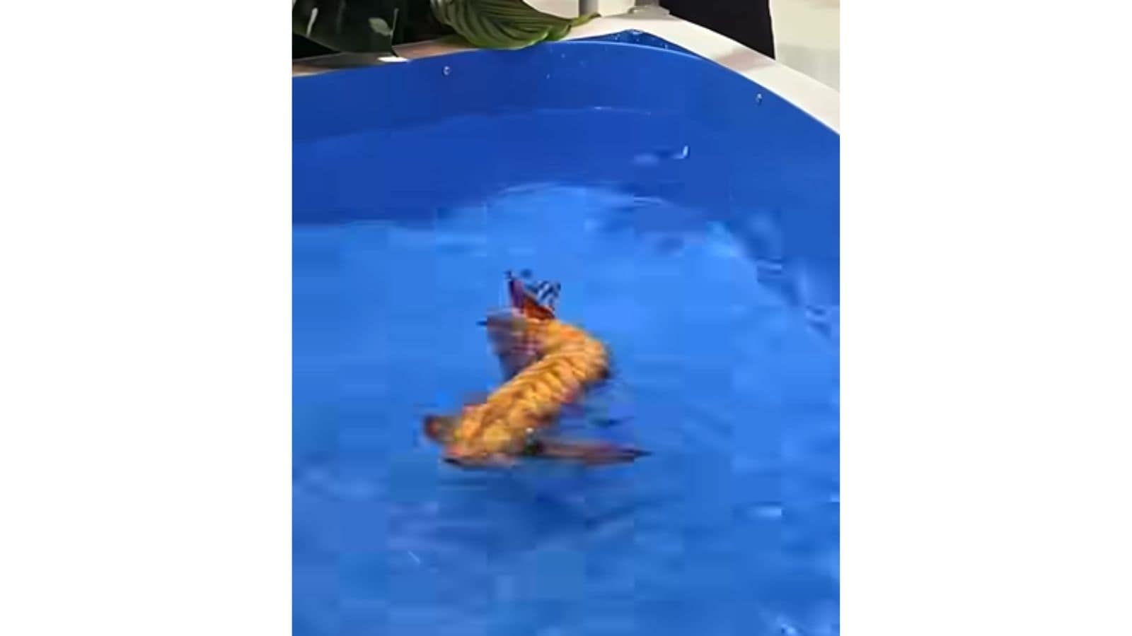 China unveils lifelike Golden Dragon Fish underwater robot: How it’s different