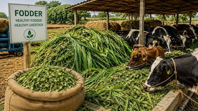 Maharashtra Battles Fodder Crisis: New Policy Aims to Combat 20% Deficit Amid Drought