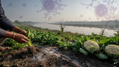 Yamuna Vegetables Pose Cancer Risk: Delhi Study Reveals Heavy Metal Contamination