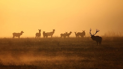 Global wildlife populations decline 73% | The average size of monitored wildlife populations worldwide fell by 73% between 1970 and 2022, according to WWF’s Living Planet Report 2026. The figure reflects changes in monitored populations over time, rather than the total number of wild animals worldwide. (Image: Canva)