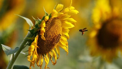 India-Bound Sunflower Oil Shipments Cancelled Amid Black Sea War Disruptions