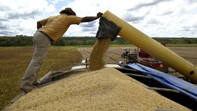 India Probes Soybean Imports From Niger Over Suspected Tariff Evasion
