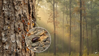 The current Sal borer infestation has affected around 30,000 hectares across three forest ranges in Dindori district. (Image AI generated)