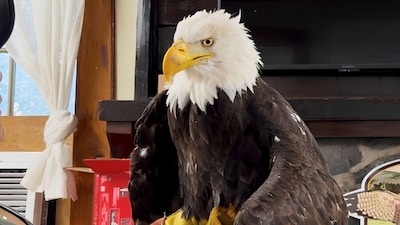 Jackie the Famous California Bald Eagle Died from Bird Flu