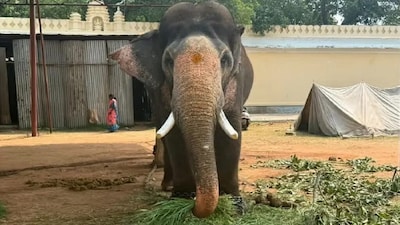 Prashantha Chosen to Carry Golden Howdah in Mysuru Dasara 2026