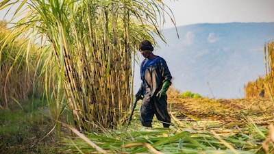 UP Farmers Rush to Book New High-Yielding Sugarcane Variety CoS.23232