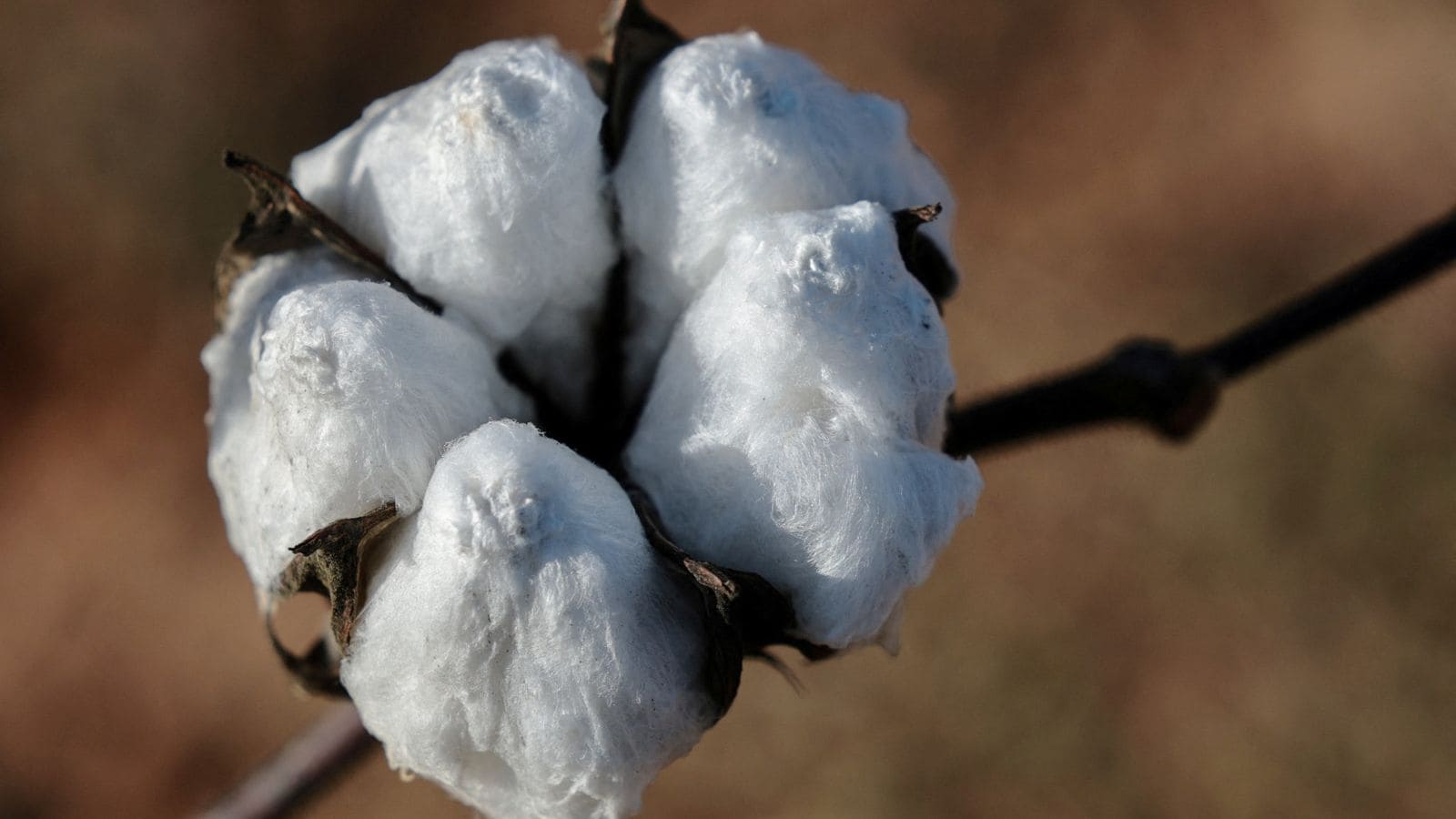 India expected to extend duty-free cotton imports through December, sources say