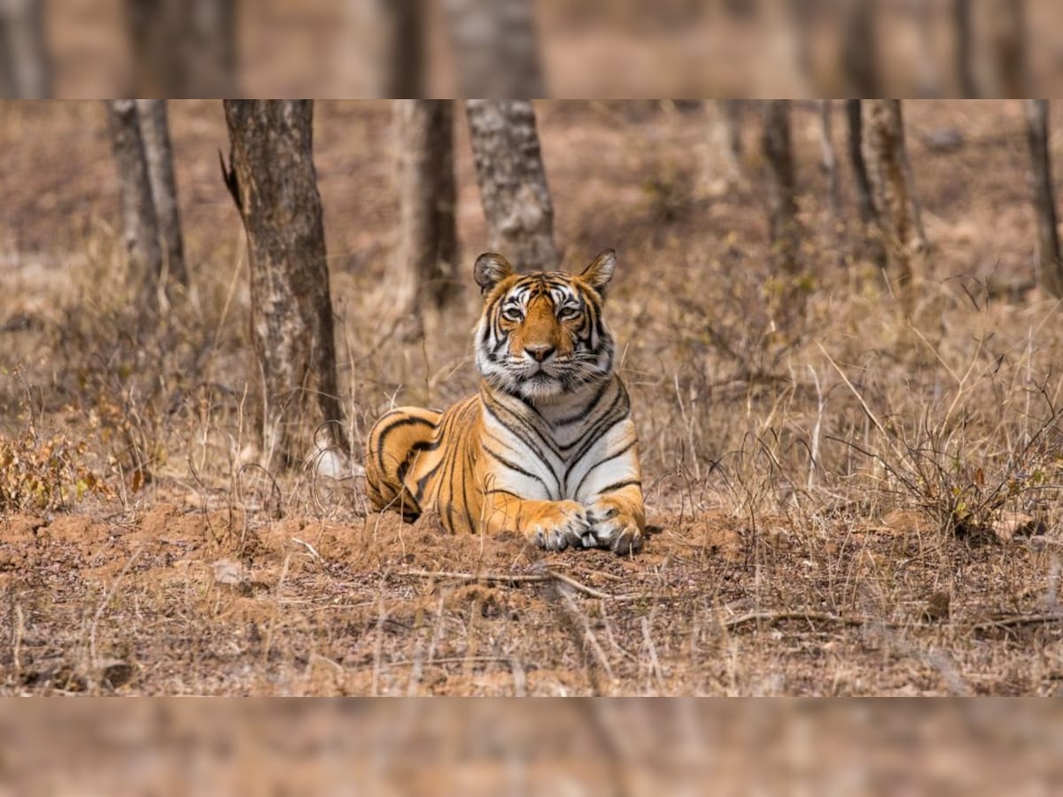 Tiger Cubs Play Fighting : Tiger Sighting Ranthambore India 
