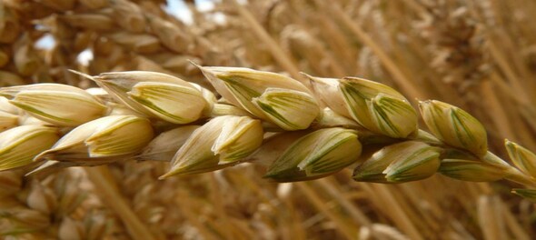 Wheat exports rise 30% to USD 1.5 billion in April-November
