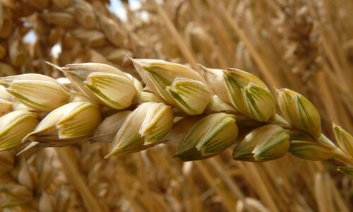 Russia-Ukraine War: Wheat, corn prices surge amid invasion; US rattled