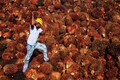 Govt cuts import duty on crude palm oil to lower retail edible oil prices