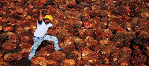 India raises import tax on crude palm oil to 44%