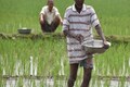 Cyclone damages Indian crops just before harvesting