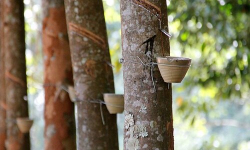 Rubber prices at 2-year low due to demand-supply mismatch