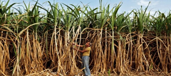 Sugar mills pay around Rs 1.04 lakh cr to cane farmers in 2022-23 season, Rs 9,499 crore in arrears
