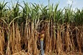 World sugar prices to end 2018 sharply lower as global glut weighs