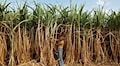 Maha: Sugarcane crushing period extended in factories due to excess yield