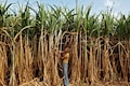 OMCs, sugar mills, banks to set up escrow account to pay for ethanol procurement