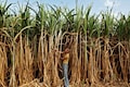 India to export raw sugar for first time in three years as global prices rally