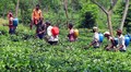 Tripura govt hikes tea garden workers' daily wages by Rs 31